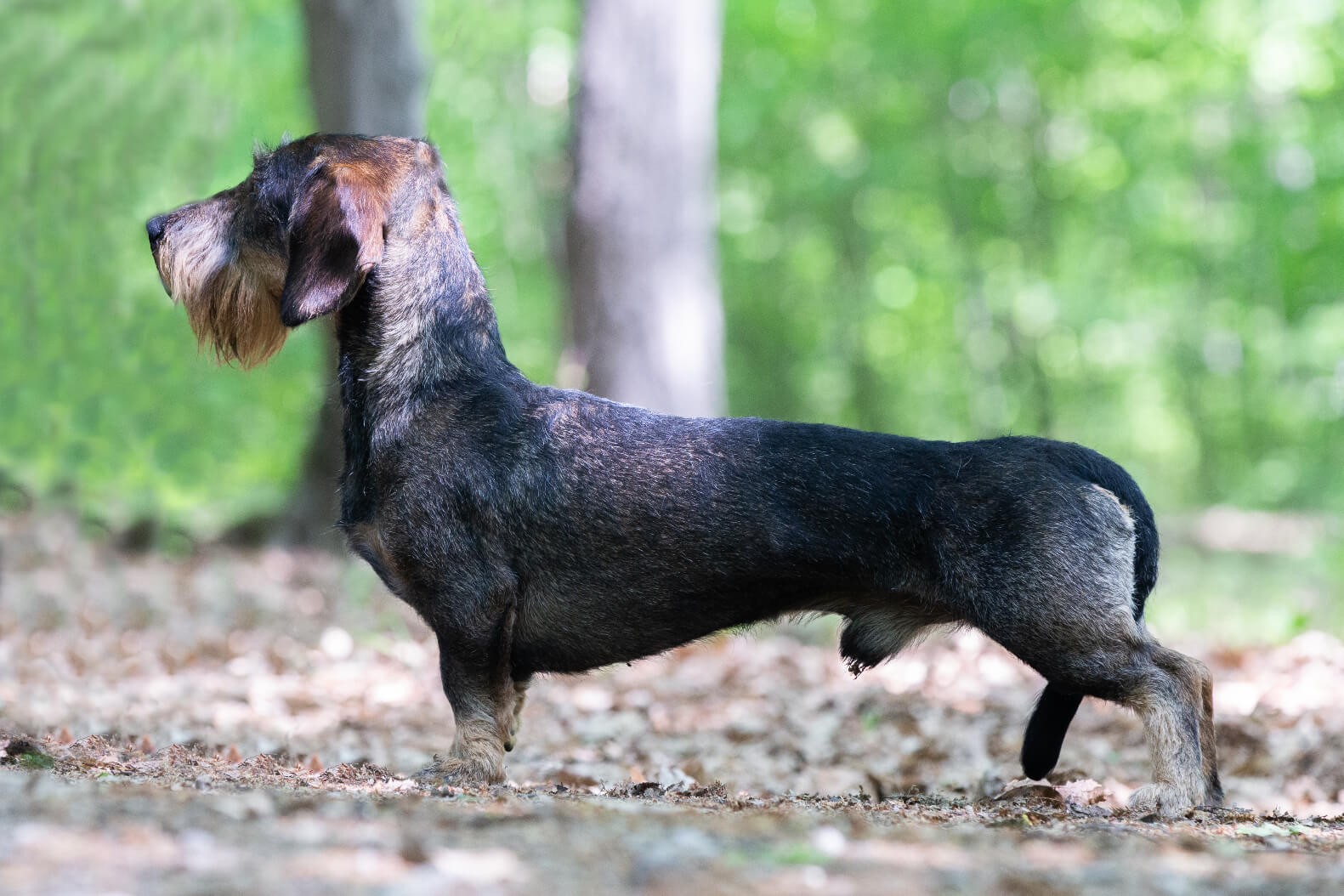 Slovenský klub chovateľov jazvečíkov